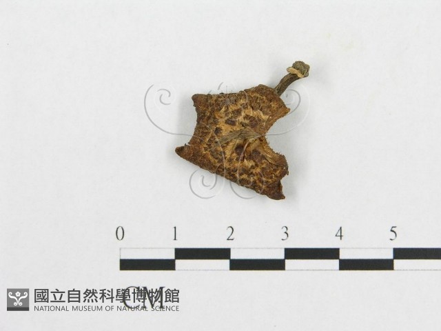 多孔菌屬藏品圖，第1張