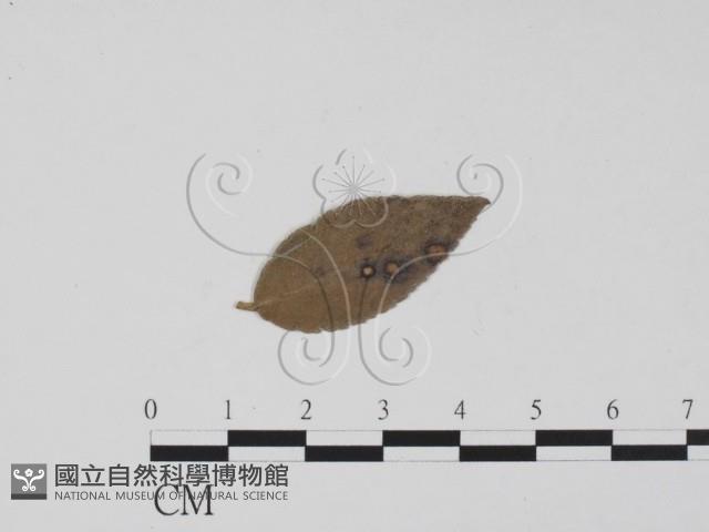 登錄號:F0011855藏品圖，第1張