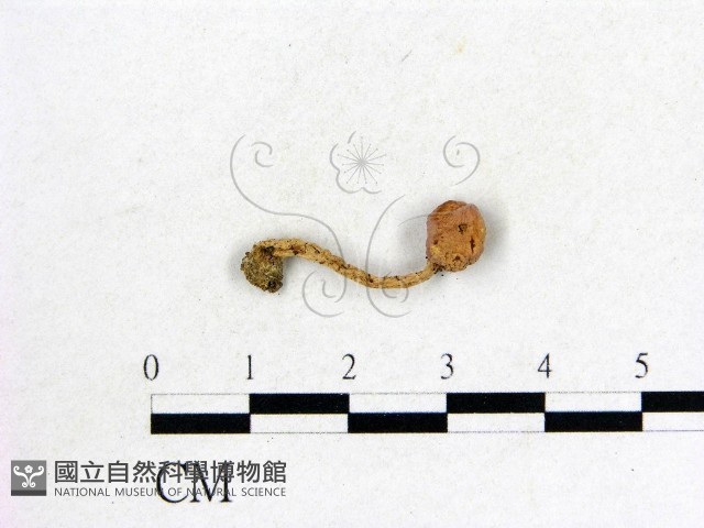 登錄號:F0004855藏品圖，第1張