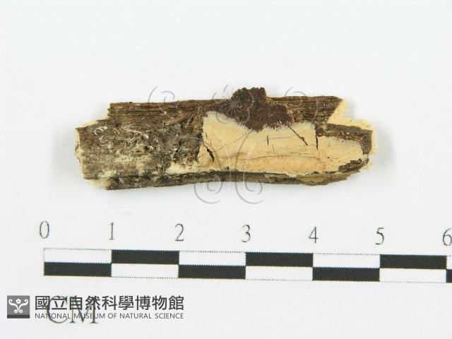 銳孔菌屬藏品圖，第1張