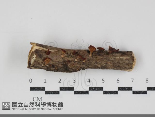 登錄號:F0034855藏品圖，第1張