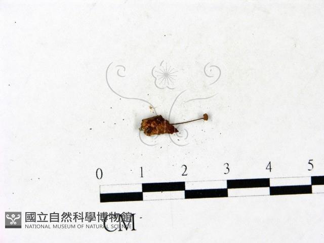 小皮傘屬藏品圖，第1張