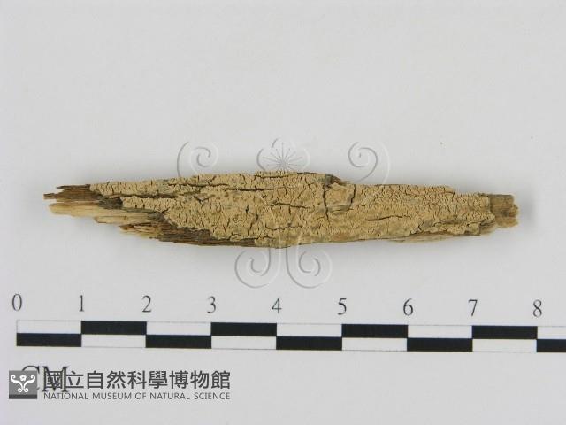 登錄號:F0002855藏品圖，第1張