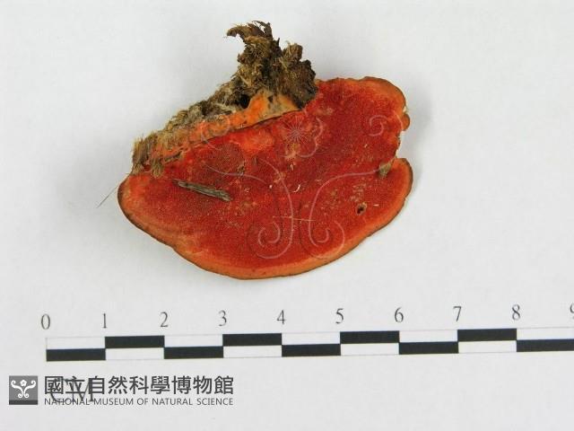 血紅密孔菌藏品圖，第1張