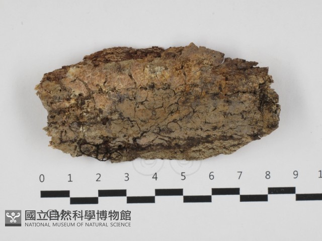 登錄號:F0032855藏品圖，第1張