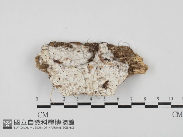 登錄號:F0027855藏品圖，第1張