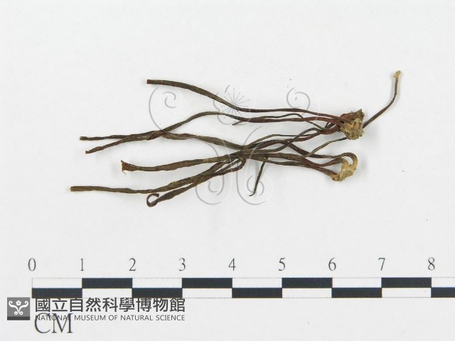 珊瑚菌屬藏品圖，第1張
