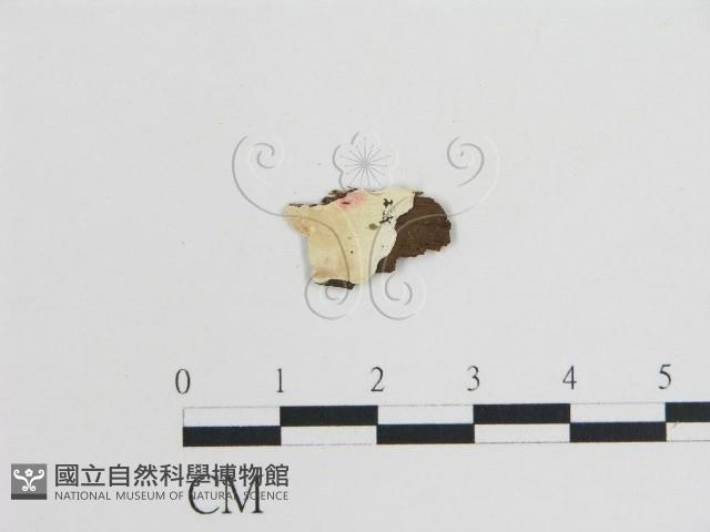 登錄號:F0017855藏品圖，第1張