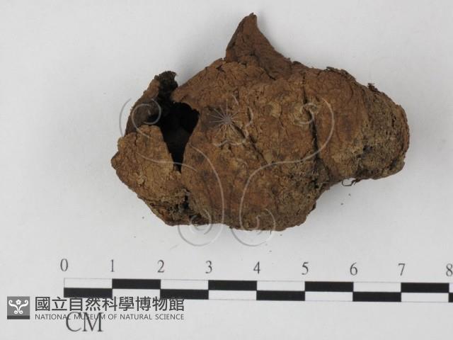 登錄號:F0025855藏品圖，第1張