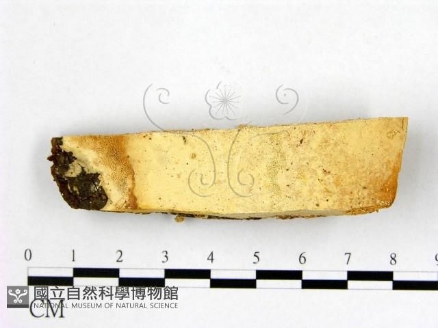 登錄號:F0005855藏品圖，第1張