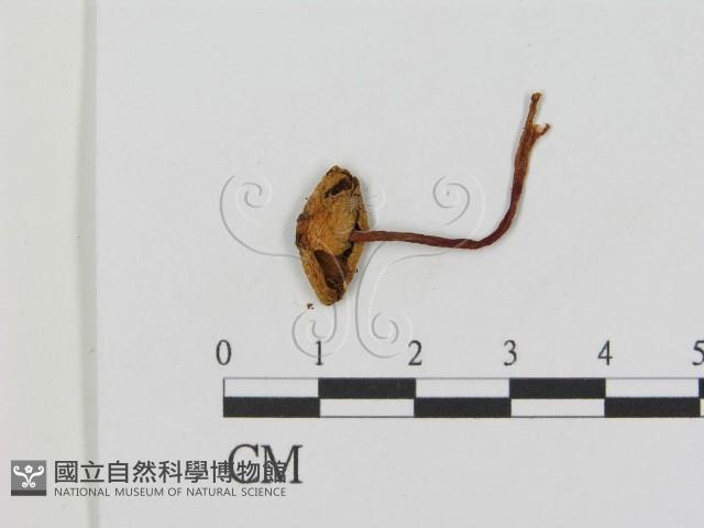 登錄號:F0015855藏品圖，第1張