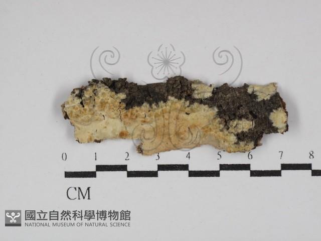 顯絲菌屬藏品圖，第1張
