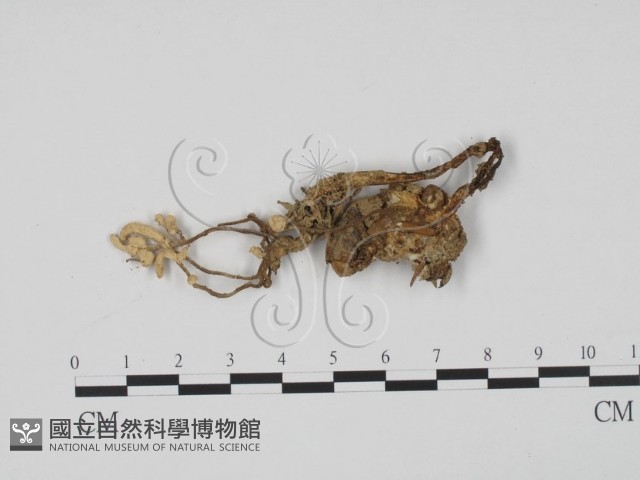 登錄號:F0009855藏品圖，第1張