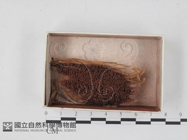 登錄號:F0019855藏品圖，第1張