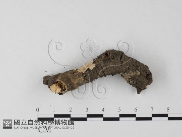 登錄號:F0023855藏品圖，第1張