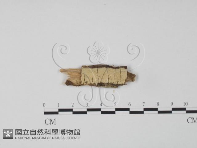 齒耳菌屬藏品圖，第1張