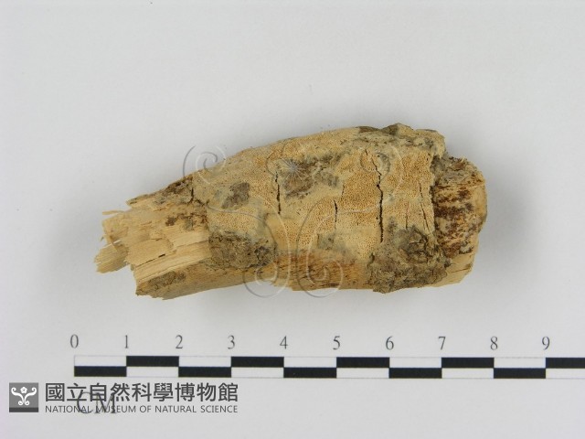 登錄號:F0013855藏品圖，第3張