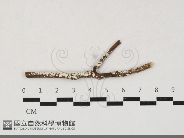 樹狀皮革菌屬藏品圖，第1張