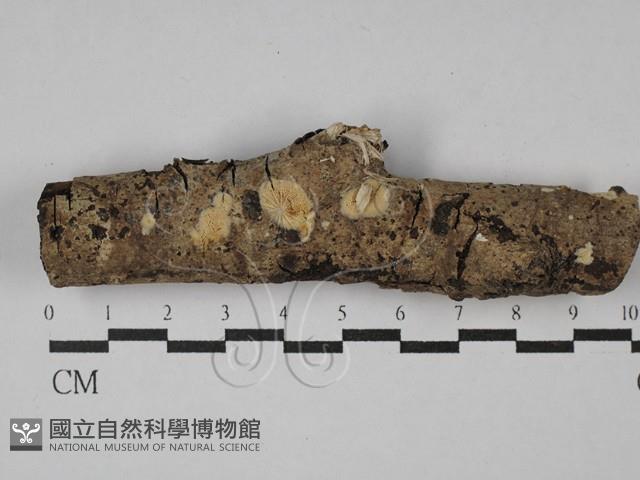 登錄號:F0028955藏品圖，第1張