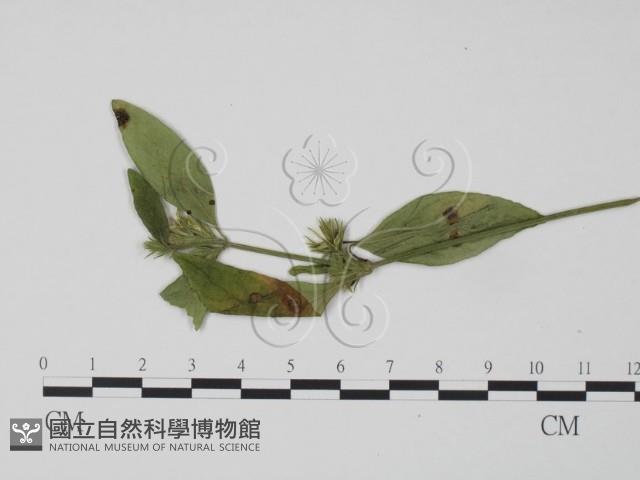 登錄號:F0018955藏品圖，第1張