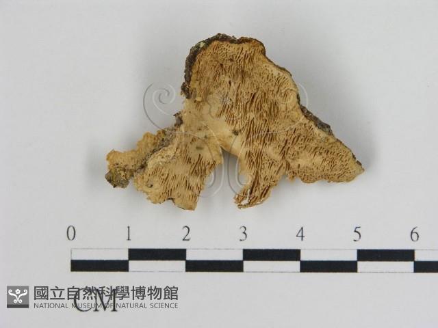 登錄號:F0010955藏品圖，第1張