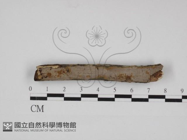 刺革菌屬藏品圖，第1張