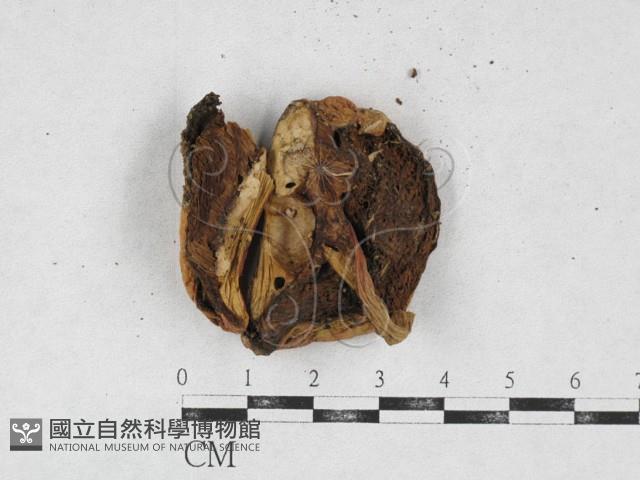 登錄號:F0026955藏品圖，第1張