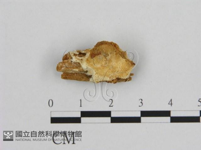 登錄號:F0006955藏品圖，第1張