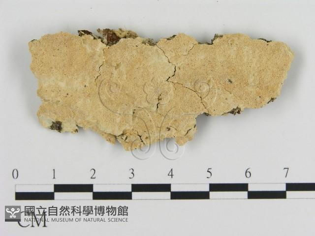 登錄號:F0016955藏品圖，第1張