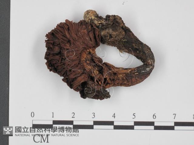 登錄號:F0021955藏品圖，第1張