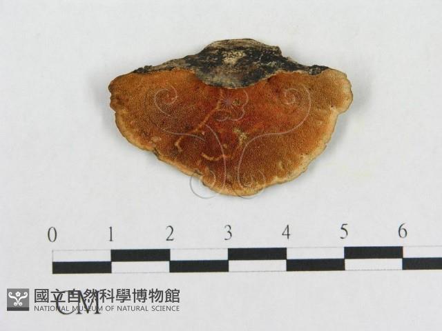 血紅密孔菌藏品圖，第1張