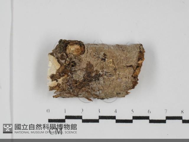 登錄號:F0031955藏品圖，第1張