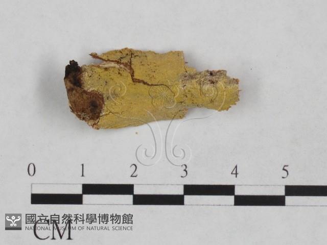 射脈菌屬藏品圖，第1張