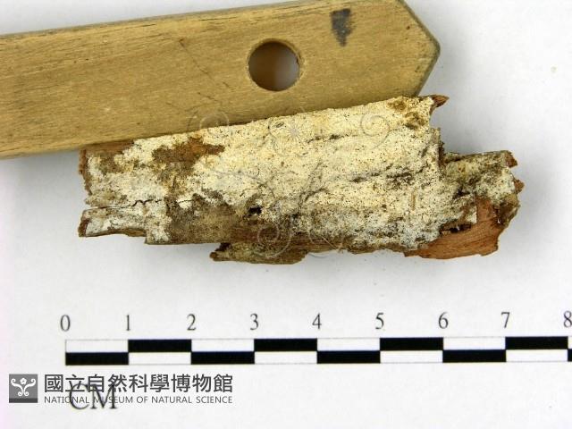 射脈菌屬藏品圖，第1張