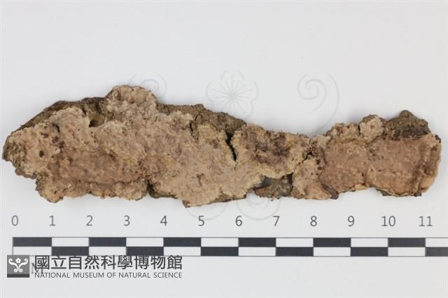 煙管菌藏品圖，第1張