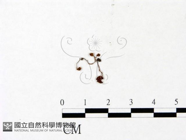 小菇屬藏品圖，第1張