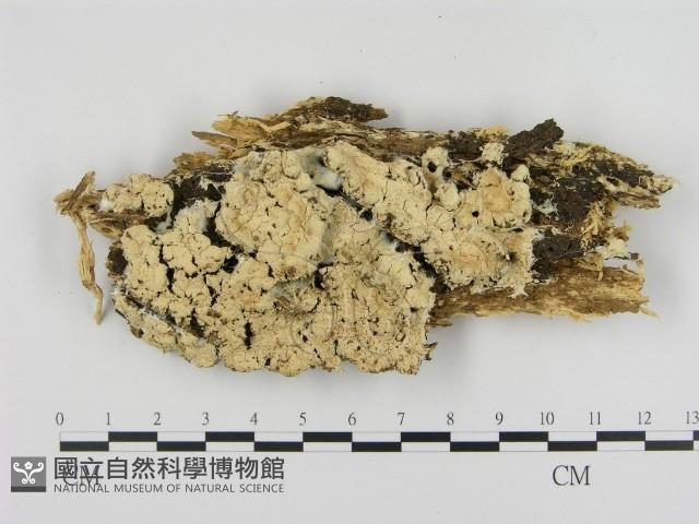 登錄號:F0002955藏品圖，第1張