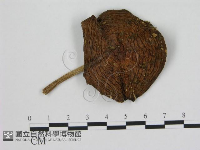登錄號:F0012955藏品圖，第1張