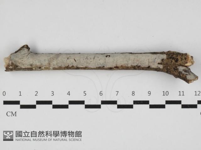 登錄號:F0032955藏品圖，第3張