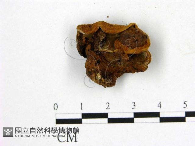 登錄號:F0007955藏品圖，第1張