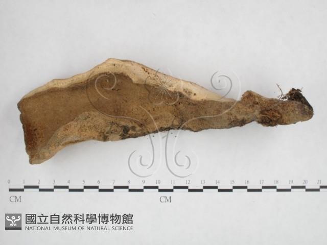 登錄號:F0025955藏品圖，第1張