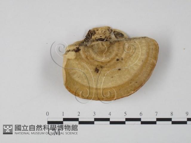 登錄號:F0005955藏品圖，第1張