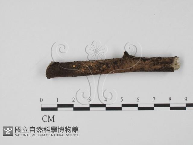 登錄號:F0009955藏品圖，第1張