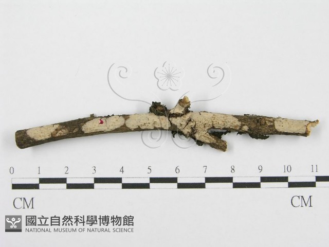 筍殼菌屬藏品圖，第1張