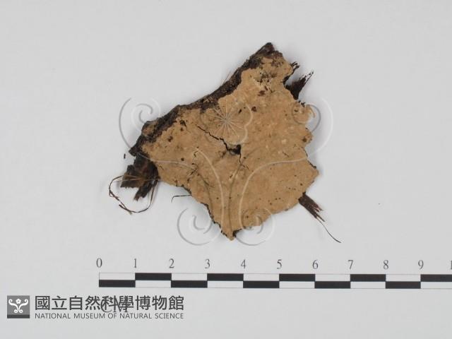 登錄號:F0013955藏品圖，第1張