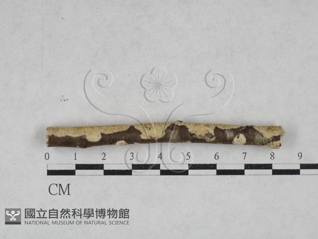 銳孔菌屬藏品圖，第1張