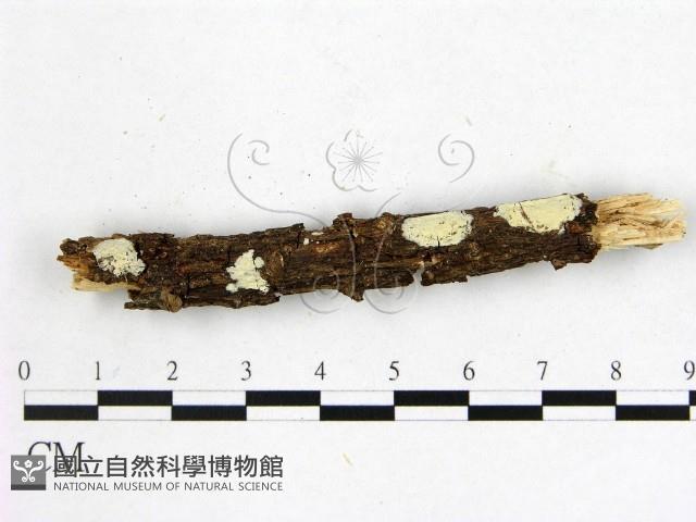 顯絲菌屬藏品圖，第1張
