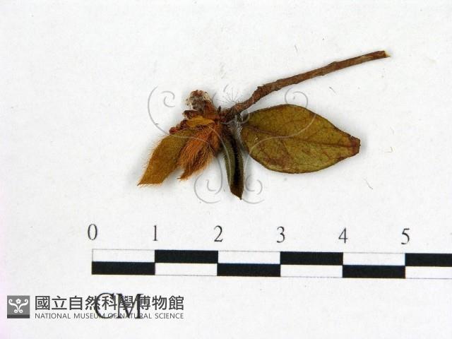 登錄號:F0020655藏品圖，第1張