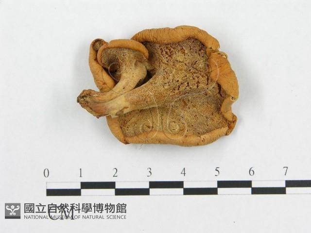 多孔菌屬藏品圖，第1張