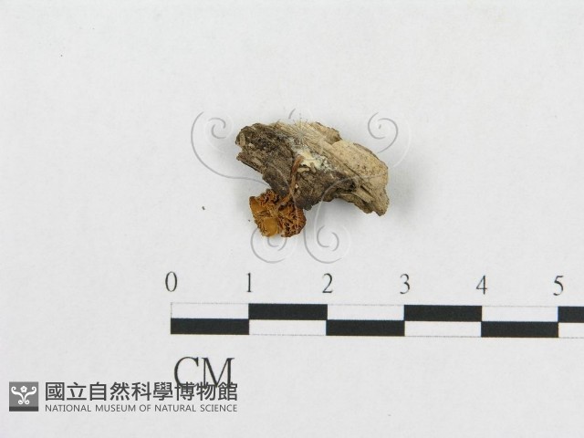 登錄號:F0010655藏品圖，第1張